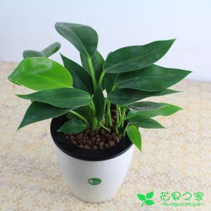 几种常见盆栽绿植的正确浇水方法，从此再也不做植物杀手了！ 。。。