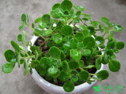 几种常见盆栽绿植的正确浇水方法，从此再也不做植物杀手了！ 。。。