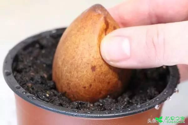 鳄梨的果核如何从种子养成一棵小树？水培和土培都行 。。。