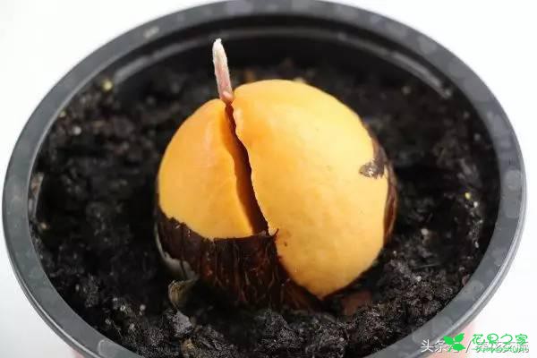 鳄梨的果核如何从种子养成一棵小树？水培和土培都行 。。。