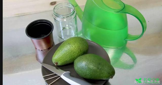 鳄梨的果核如何从种子养成一棵小树？水培和土培都行 。。。