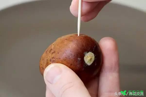 鳄梨的果核如何从种子养成一棵小树？水培和土培都行 。。。