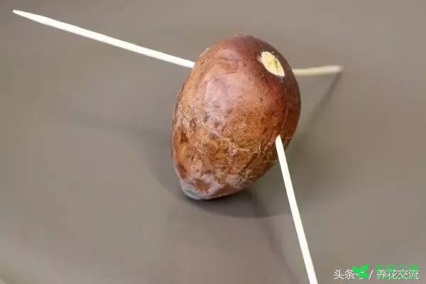 鳄梨的果核如何从种子养成一棵小树？水培和土培都行 。。。