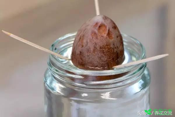 鳄梨的果核如何从种子养成一棵小树？水培和土培都行 。。。