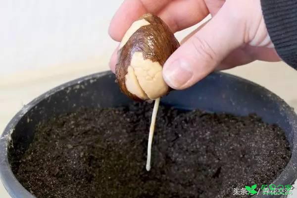鳄梨的果核如何从种子养成一棵小树？水培和土培都行 。。。