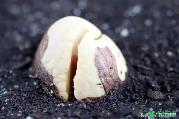 鳄梨的果核如何从种子养成一棵小树？水培和土培都行 。。。