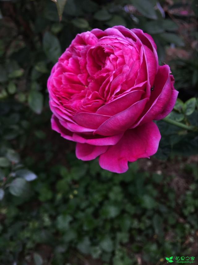 花草的种植方法及繁殖——月季花
