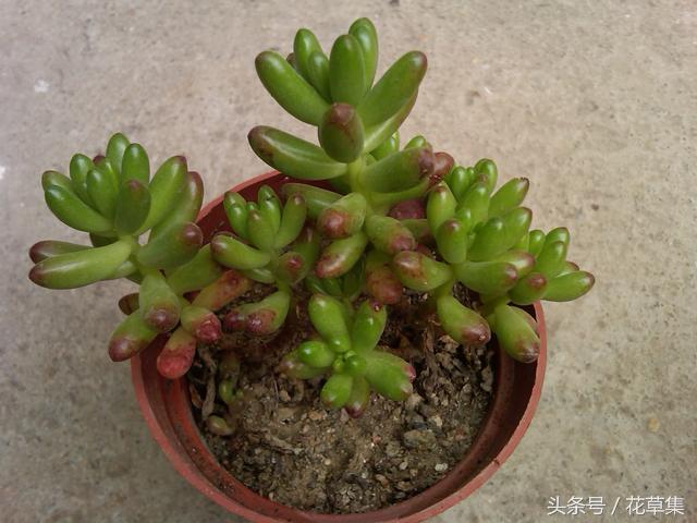多肉虹之玉养护掌握这几点，不出一个月就能爆盆