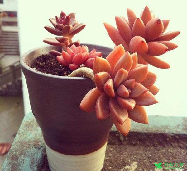 盘货一些悦目又好养的多肉植物，再也不用担心多肉养不活了 。。。