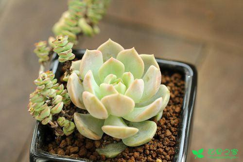 盘货一些悦目又好养的多肉植物，再也不用担心多肉养不活了 。。。