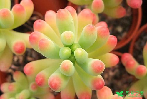 盘货一些悦目又好养的多肉植物，再也不用担心多肉养不活了 。。。