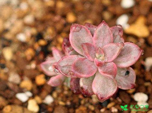 盘货一些悦目又好养的多肉植物，再也不用担心多肉养不活了 。。。