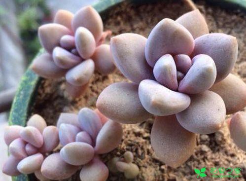盘货一些悦目又好养的多肉植物，再也不用担心多肉养不活了 。。。