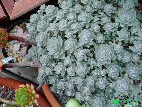 盘货一些悦目又好养的多肉植物，再也不用担心多肉养不活了 。。。