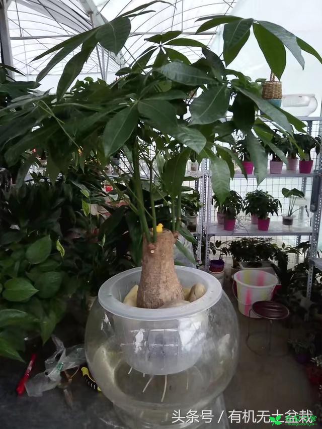 水培也有真假，那么我们应该怎么辨别花草水培的真假呢 。。。