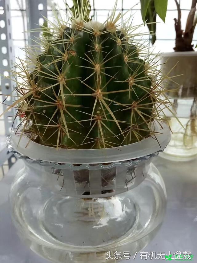 水培也有真假，那么我们应该怎么辨别花草水培的真假呢 。。。