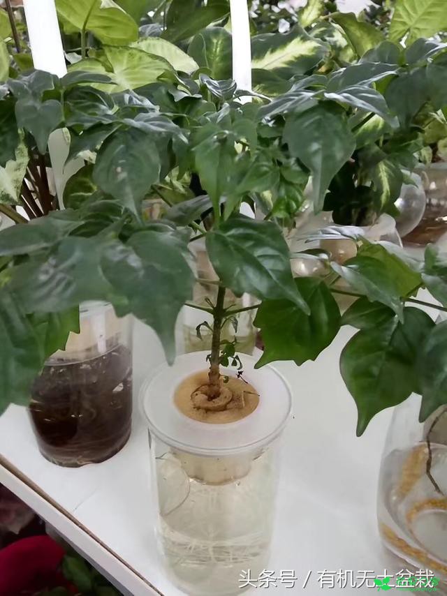 水培也有真假，那么我们应该怎么辨别花草水培的真假呢 。。。