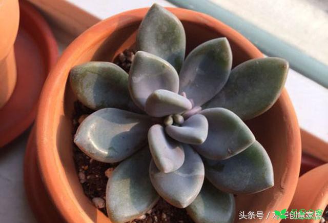 多肉植物冬尤物养殖方法与注意事项“花田百科”
