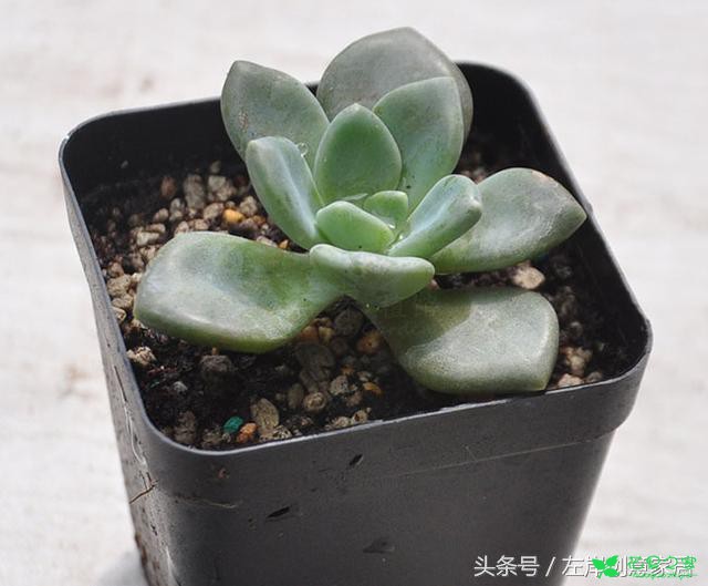 多肉植物冬尤物养殖方法与注意事项“花田百科”