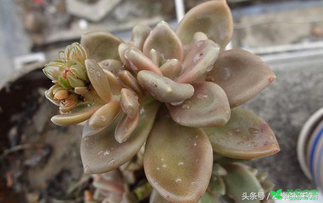 多肉植物冬尤物养殖方法与注意事项“花田百科”