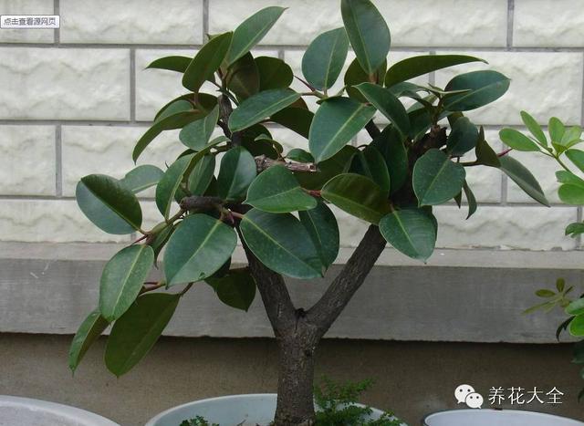 摆放和浇水很重要