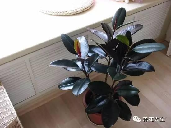 摆放和浇水很重要
