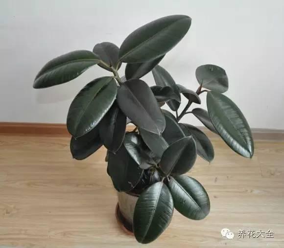摆放和浇水很重要
