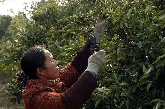 脐橙种植之修剪技术