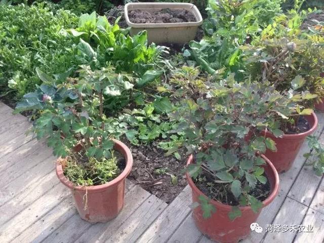 盆栽芍药花怎么养