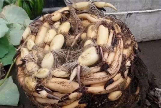 婆婆阳台上盆栽荷花,换盆时意外收获几十斤莲藕,全家高兴坏了! 。。。