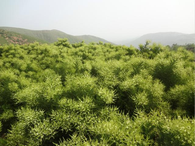 槐米汇小课堂之双季槐施肥技术