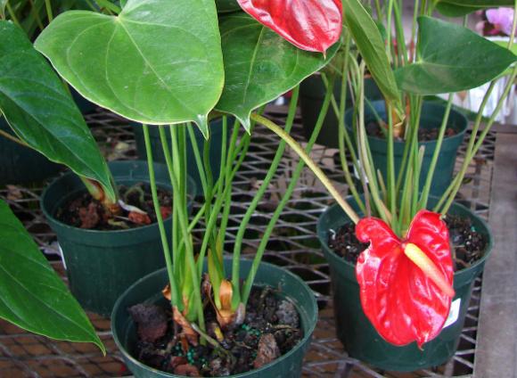 老花匠教你如何养殖好养不费劲又一年开花的红掌