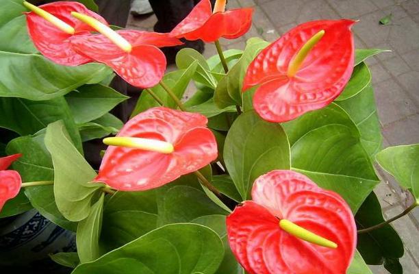 老花匠教你如何养殖好养不费劲又一年开花的红掌