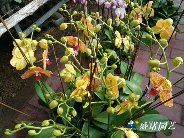 蝴蝶兰基地的养殖方法