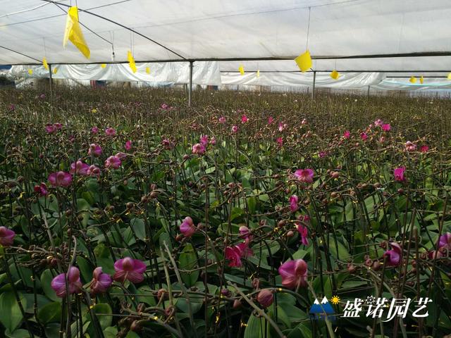 蝴蝶兰基地的养殖方法