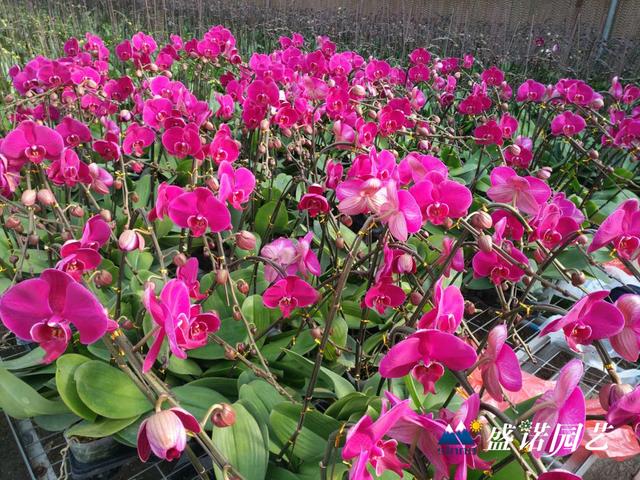 蝴蝶兰基地的养殖方法