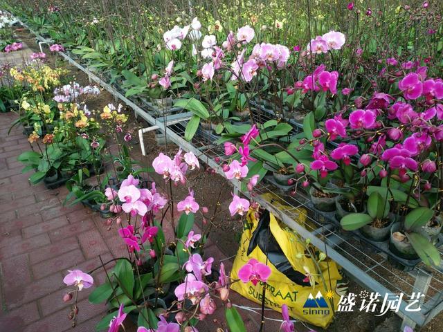 蝴蝶兰基地的养殖方法
