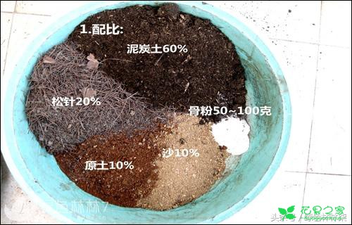 老花农养花30多年，热心解答花友疑问——仙客来如何换盆？ 。。。