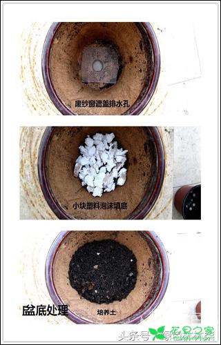 老花农养花30多年，热心解答花友疑问——仙客来如何换盆？ 。。。