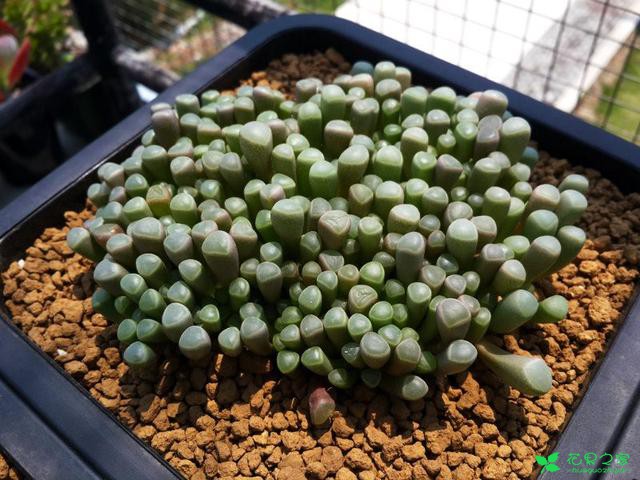 多肉里的贫苦鬼怎么养？