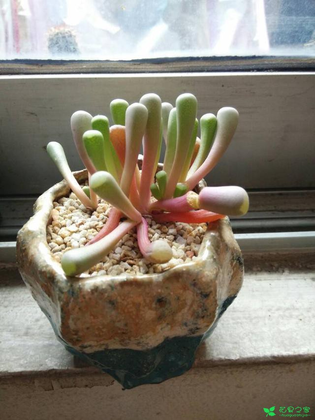 多肉里的贫苦鬼怎么养？