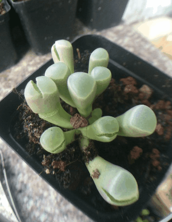 多肉里的贫苦鬼怎么养？