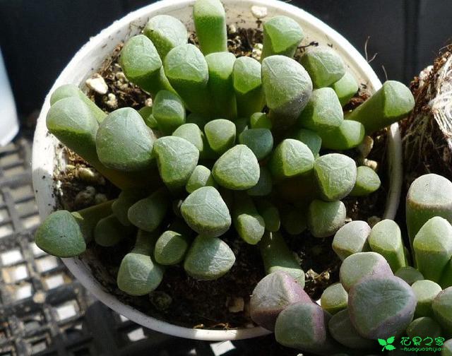 多肉里的贫苦鬼怎么养？