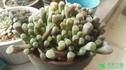 多肉里的贫苦鬼怎么养？