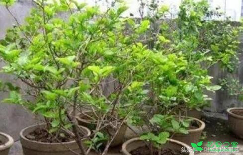 盆栽植物换盆超简单，只需这5步叶片厚实肥又亮！