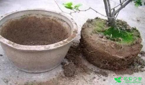 盆栽植物换盆超简单，只需这5步叶片厚实肥又亮！