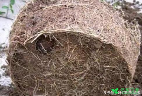 盆栽植物换盆超简单，只需这5步叶片厚实肥又亮！
