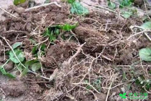 盆栽植物换盆超简单，只需这5步叶片厚实肥又亮！