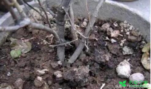 盆栽植物换盆超简单，只需这5步叶片厚实肥又亮！