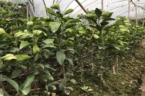葡萄柚的种植方法